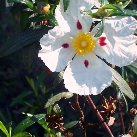 Casa Rural Abuela Maxi Country house