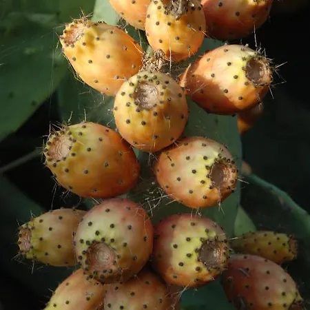 Casa Rural Abuela Maxi * Riolobos