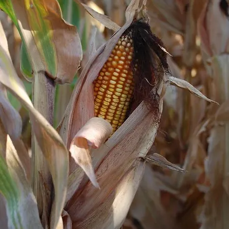 Country house Casa Rural Abuela Maxi *