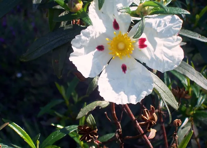 Abuela Maxi Venkovský dům