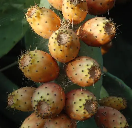 Abuela Maxi * Ríolobos