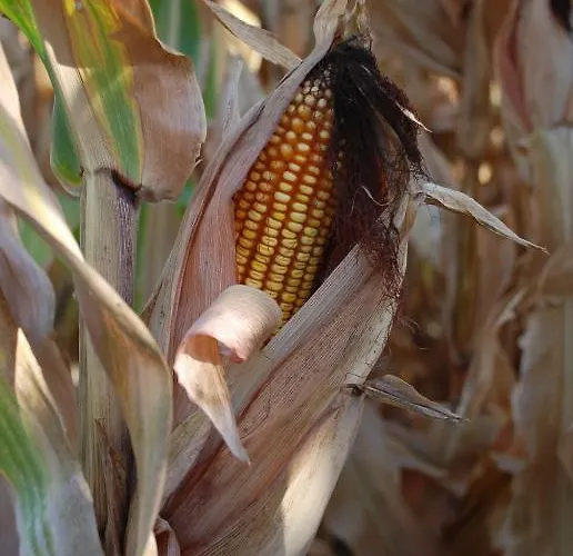 Landhaus Abuela Maxi *